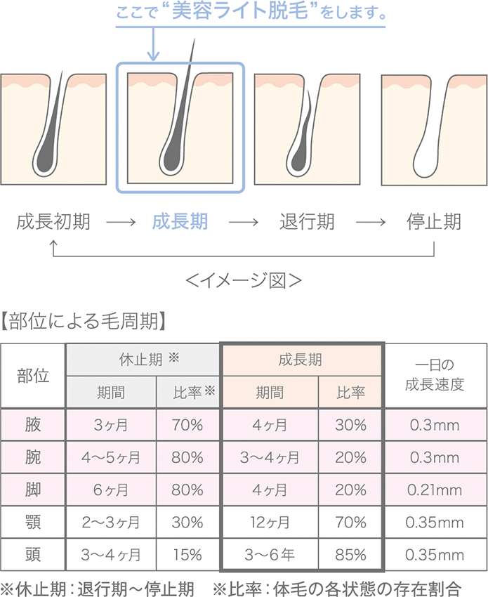 毛周期について